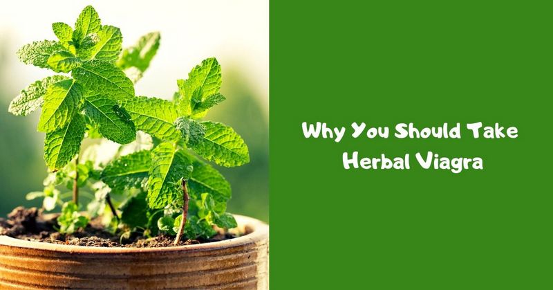 Why You Should Take Herbal Viagra